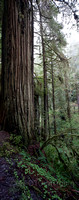 Vertical Pano of old Redwood