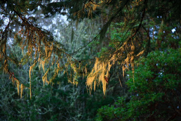 Lichen Grove